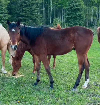 Red Buck Boots yearling colt. AQHA Registered Call Neil for more information 780 882 3629.