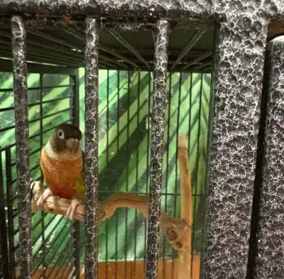 These delightful Green Cheek Conures are looking for a new home! I'm selling them as a breeding pair...
