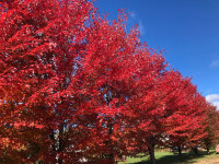 Tree - Autumn Blaze Maple