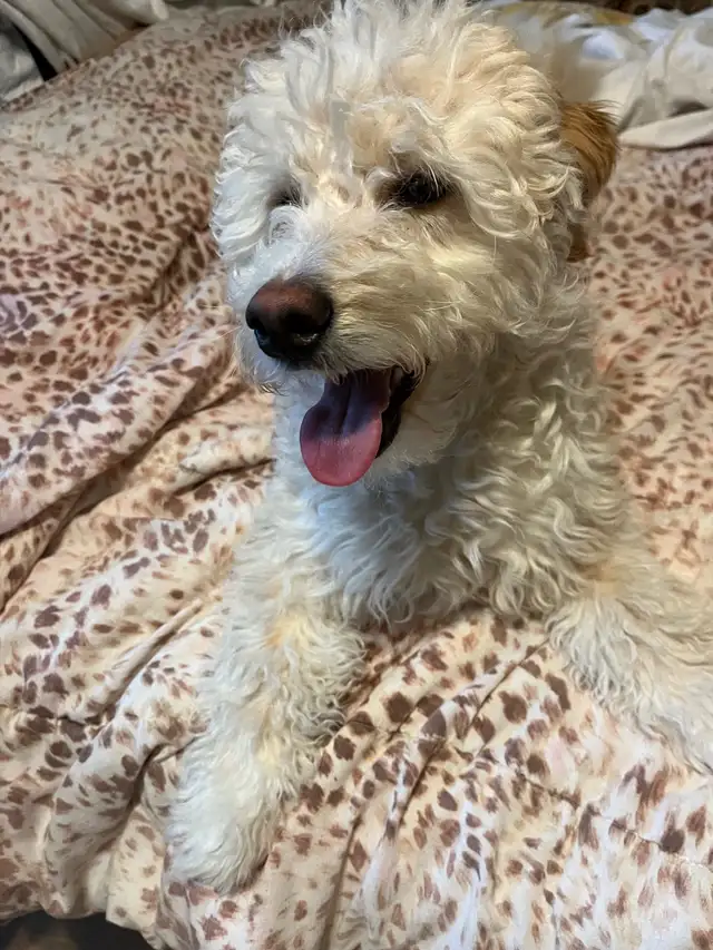 ❤️Golden Doodle and Golden Mountain Doodles available ❤️ in Dogs & Puppies for Rehoming in Hamilton - Image 5