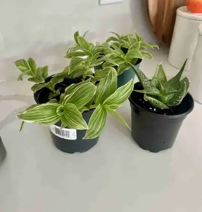 plant for sale , View more