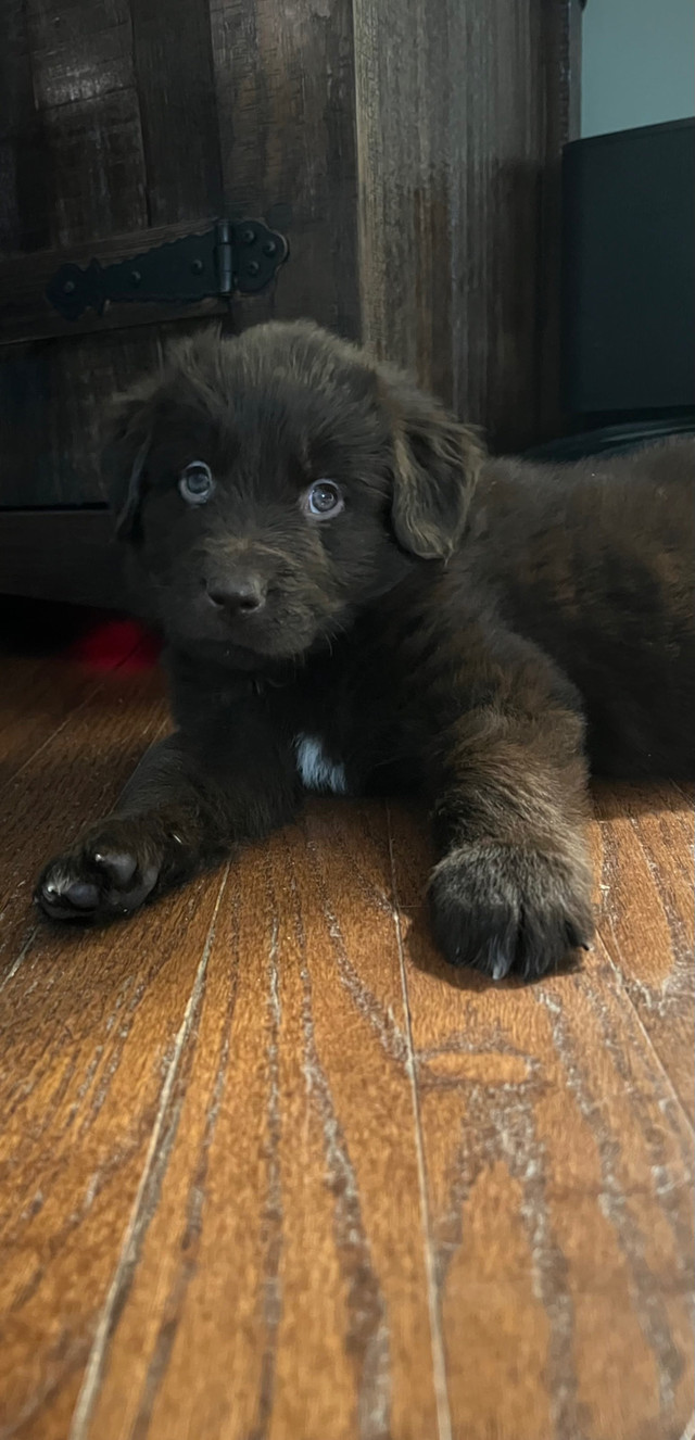  Newfoundland puppies in Dogs & Puppies for Rehoming in Belleville