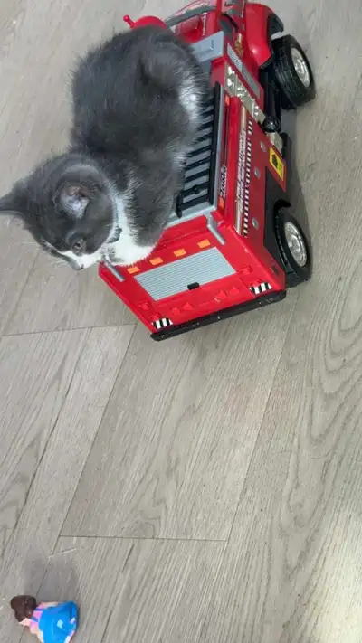 Male Kitten Looking for a Loving Home Meet this adorable grey and white male kitten who’s ready to f...