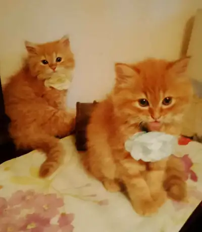 Adorables chatons recherchent familles aimantes Bonjour ! Nous avons de magnifiques chatons à vendre...