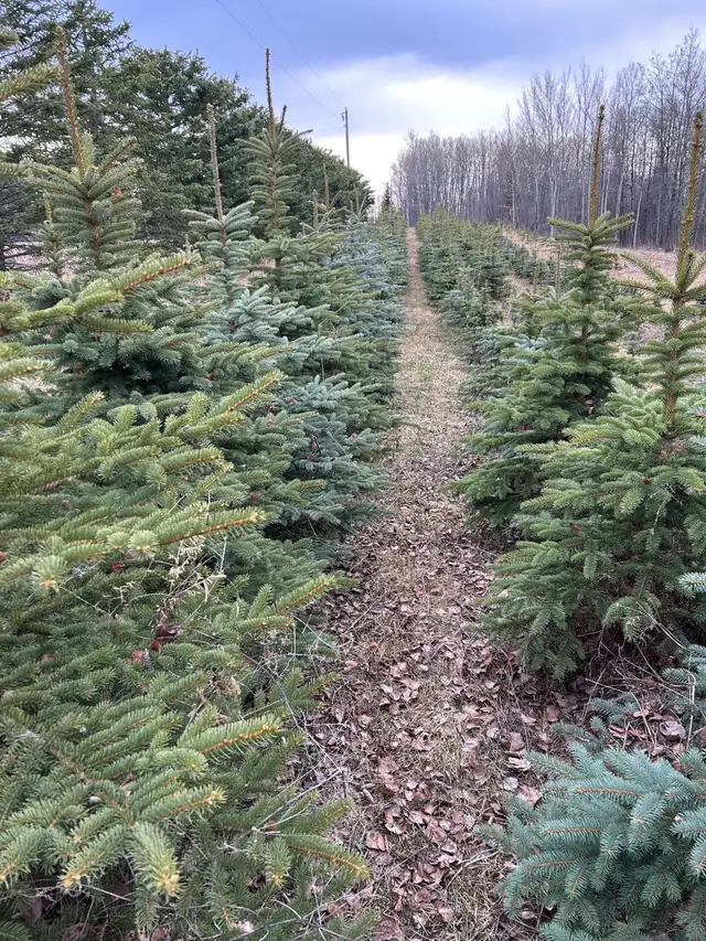 land for sale 62863324836867122