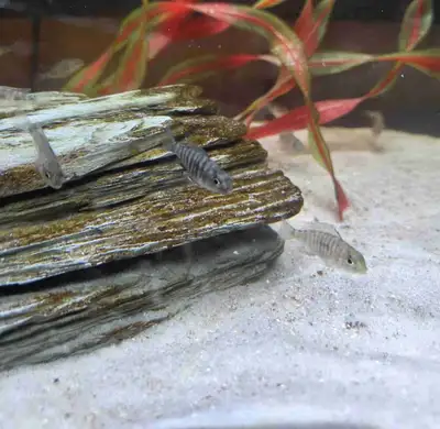 African chichlids , View more