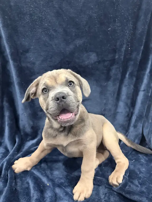French Corso Puppy in Dogs & Puppies for Rehoming in Sudbury - Image 2
