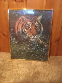 Framed Tiger photo