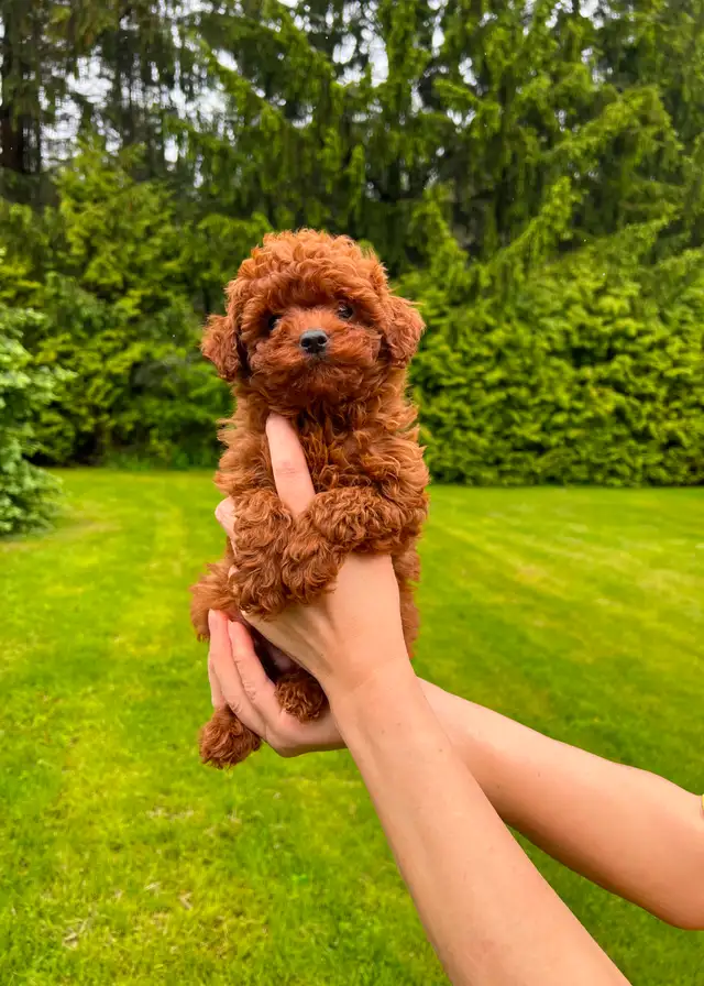 red toy poodle puppies looking for their Forever home in Dogs & Puppies for Rehoming in City of Toronto - Image 3