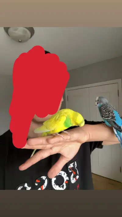 2 hand fed social budgies with large cage, View more