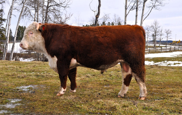 Hereford Bull in Other in Houston