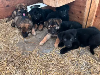 German shepherd pups for rehoming, View more