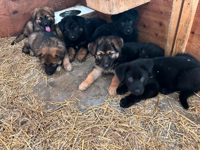 German shepherd pups for rehoming in Dogs & Puppies for Rehoming in Chatham-Kent - Image 2