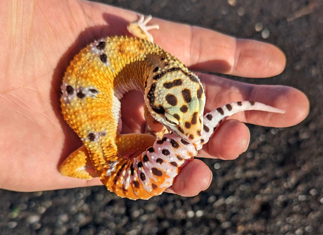 Leopard Geckos www.cangeckos.com in Reptiles & Amphibians for Rehoming in Kingston - Image 3