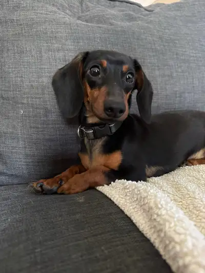 Daschund/ teckel, View more