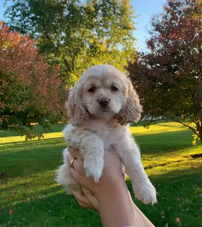 Adorable Cocker Spaniel Puppies, View more