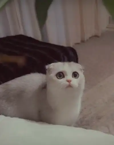 Scottish Fold kitten, View more