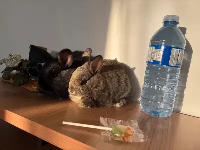 These adorable baby bunnies are ready to hop into your heart and home! They are used to being handle...