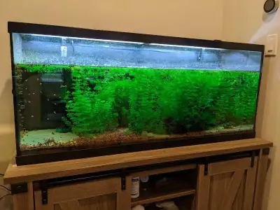 Selling Seachem Fluorite Red Substrate, lasts a lifetime. Plants grew really well with this substrat...