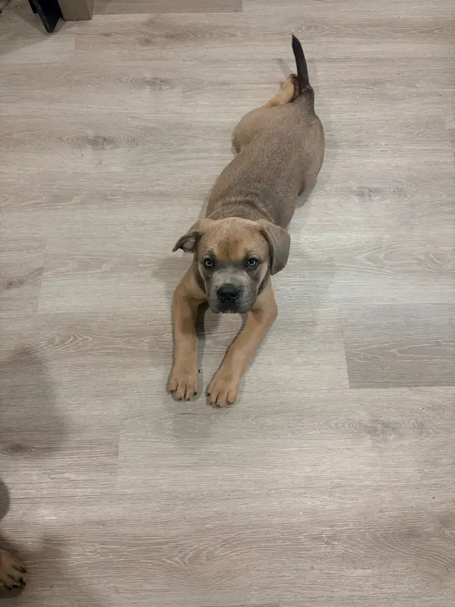 French Corso Puppy in Dogs & Puppies for Rehoming in Sudbury - Image 4