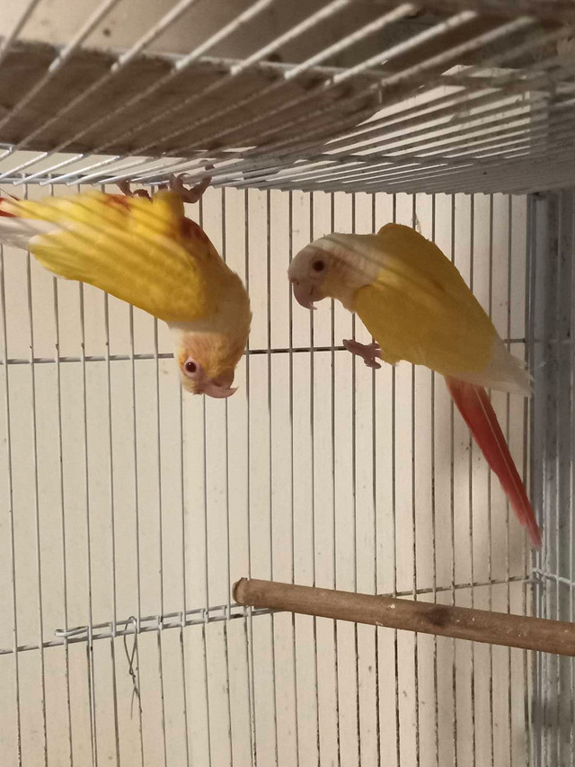 Breeding pairs of Lutino Conures (not tame) in Birds for Rehoming in Oakville / Halton Region - Image 2