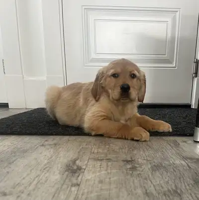 One male puppy ready to go!!, View more