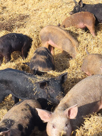 Weanlings to Feeder Pigs for sale