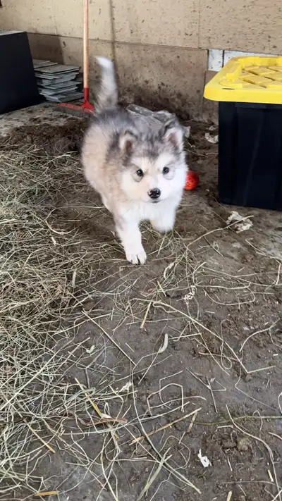 malamute dog for adoption , View more