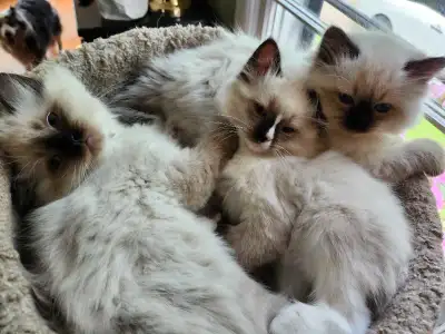 Three beautiful Ragdoll Kittens, View more