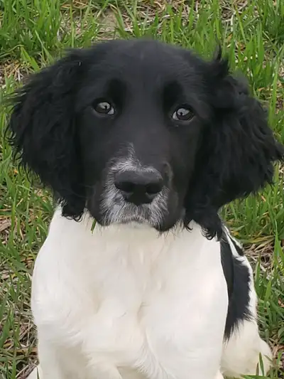 CKC : Field Bred English Springer Spaniel Puppies, View more