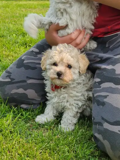 I have 5 Poodle X puppies, there is 2 little girls and 3 little boys. All have been vet checked, fir...