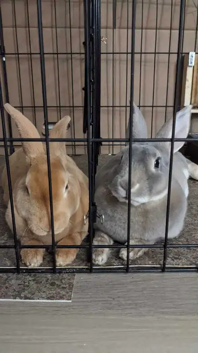 Rex (standard) Rabbits- breeding pair and female bunny, View more