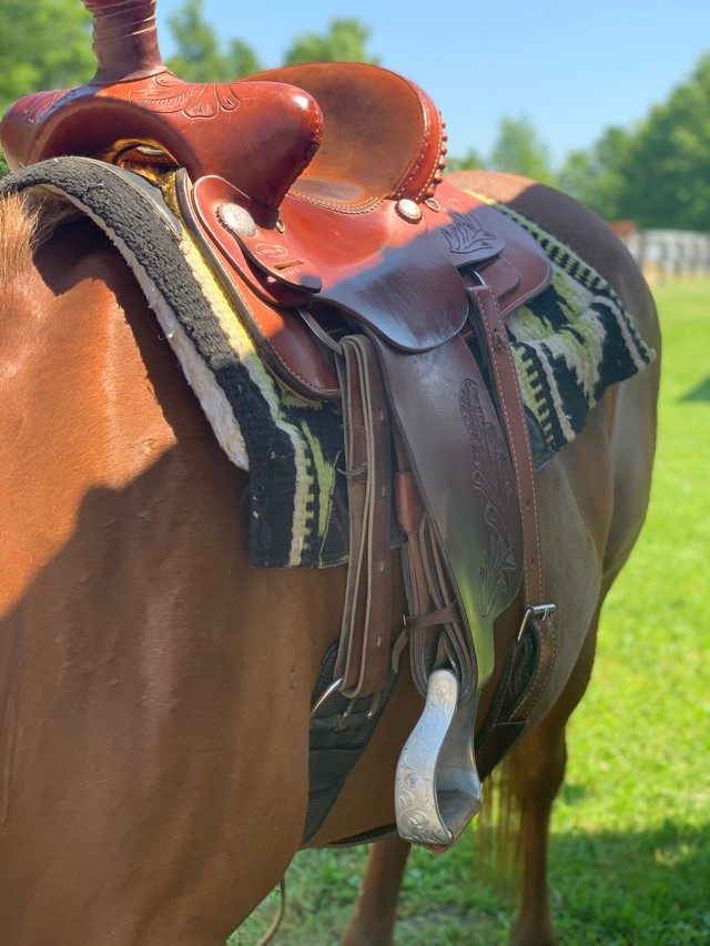 Dekota roping saddle in Equestrian & Livestock Accessories in Oshawa / Durham Region - Image 4