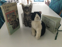 Cat Theme 2 Boardbooks, photo album, stuffed kitty