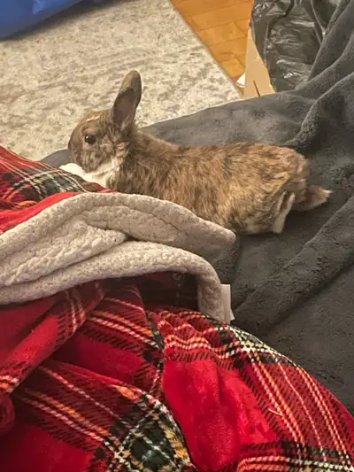 two bunnies for adoption (not bonded, can adopt one or both), View more