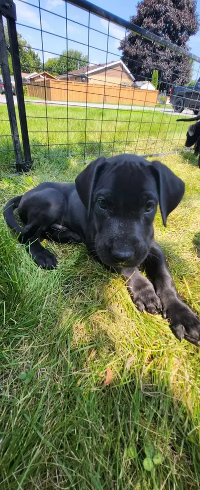 purebred Great Dane puppy (one left of the litter), View more