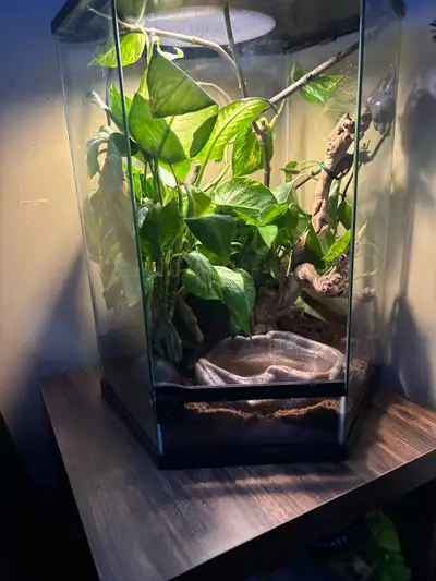 Breeding pair of whites tree frogs , males a blue faze with white spots, $250 obo no low ball bs off...