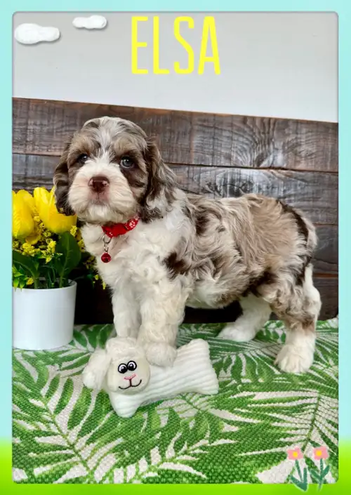 Nous avons de splendides chiots cockapoo F1 disponible pour la réservation. Nos chiots seront prêts...