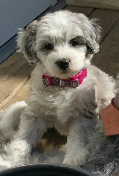 K9 Joe’s Training Academy, Doggy Hotel, Resort and Spa, Doggy Daycare, and Doggy Salon at (587) 332-...