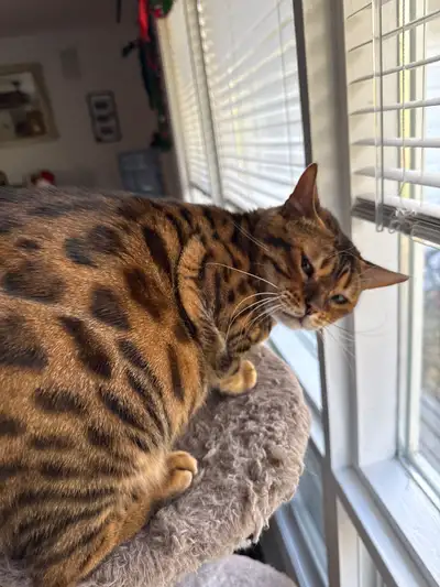 Female Bengal Cat, View more