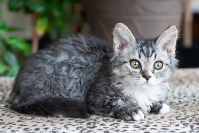 Chaton Lambkin ( Munchkin X Selkirk Rex ) in Cats & Kittens for Rehoming in City of Montréal - Image 9