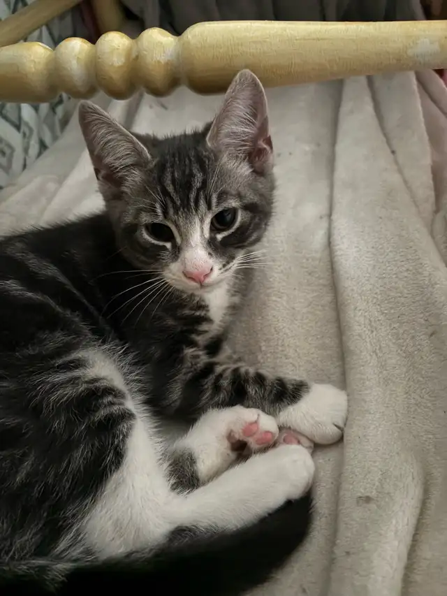Curieux et mignonnes in Cats & Kittens for Rehoming in West Island - Image 2