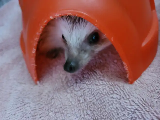 hedgehog  in Small Animals for Rehoming in Lethbridge - Image 3