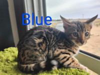 Male Bengal kitten available