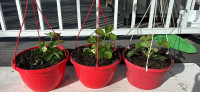 Hanging baskets with strawberry plant for sale 