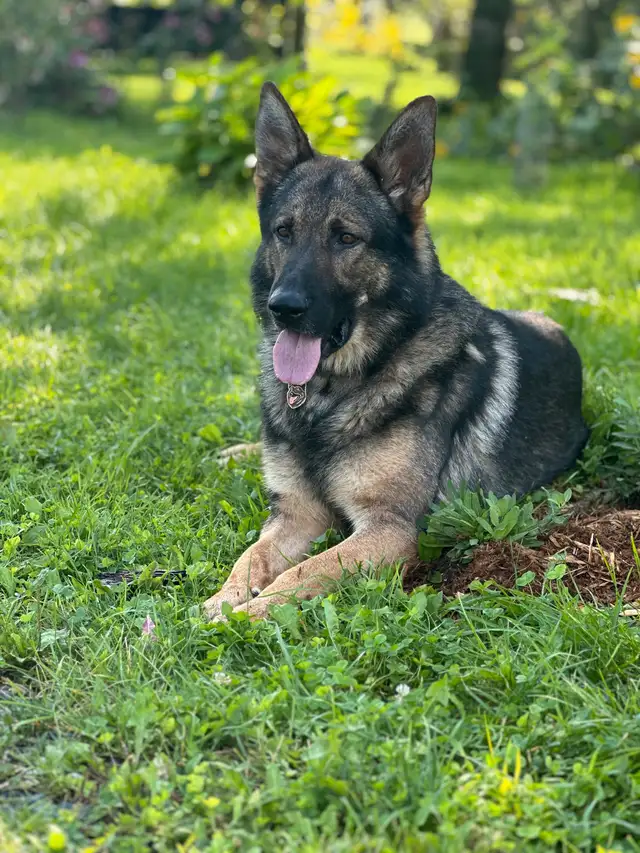 Chiot femelle berger allemand CCC / Puppy German Shepherd CKC in Dogs & Puppies for Rehoming in City of Montréal - Image 5