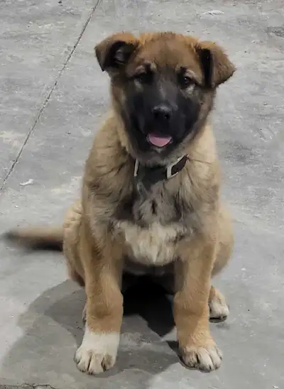 German Shepard crossed with Great Perense., View more
