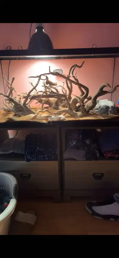 Red Strip Ball Python for sale, View more