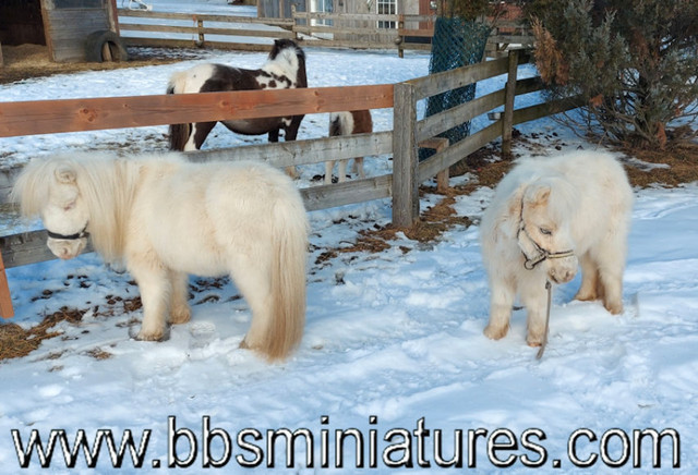 Jument miniature petites licornes 27'' enr. AMHA & AMHR & FBR dans Chevaux et poneys à adopter  à Drummondville - Image 2