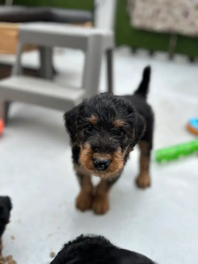 ✨CKC REGISTERED AIREDALE TERRIER PUPPIES ✨ in Dogs & Puppies for Rehoming in Markham / York Region - Image 4